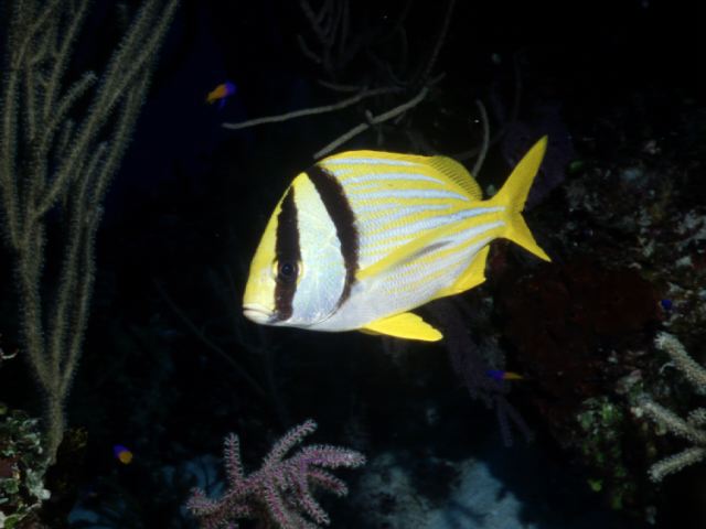 Pork Fish