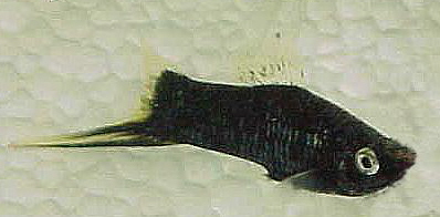 Black sword