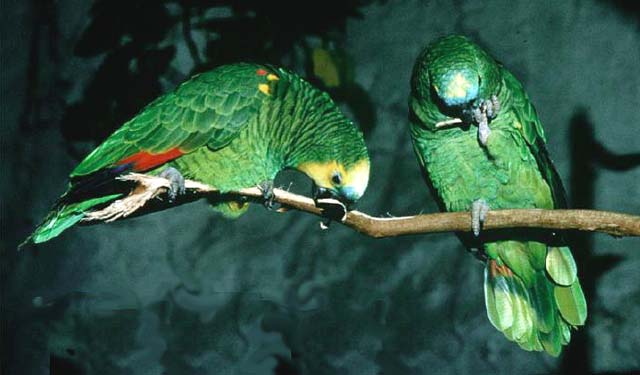 Amazon - Blue Fronted picture - Cellphone pictures