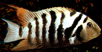 Cichlasoma_nigrfasciatum