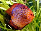 Discus6
