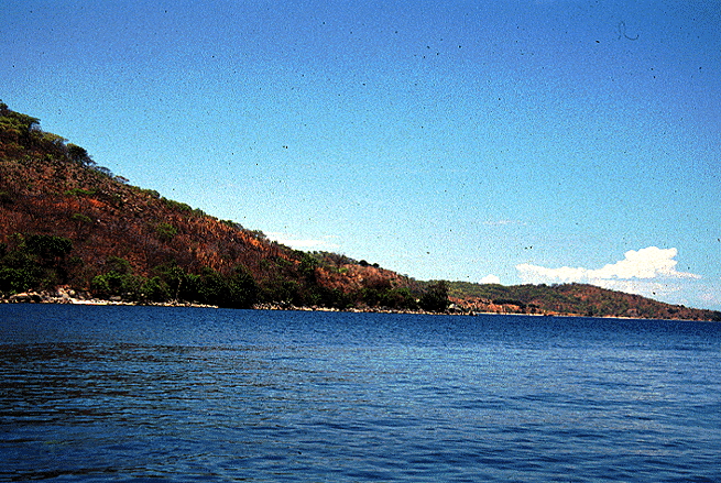 Fenestratus �Chilumba�2