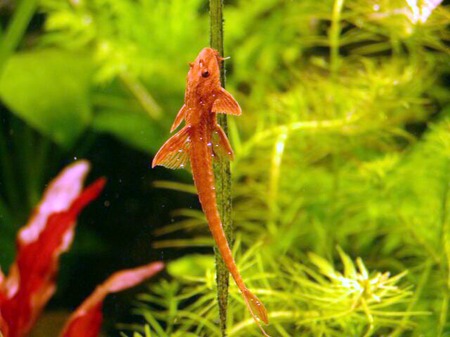 Red whiptail
