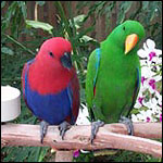 Solomon Eclectus