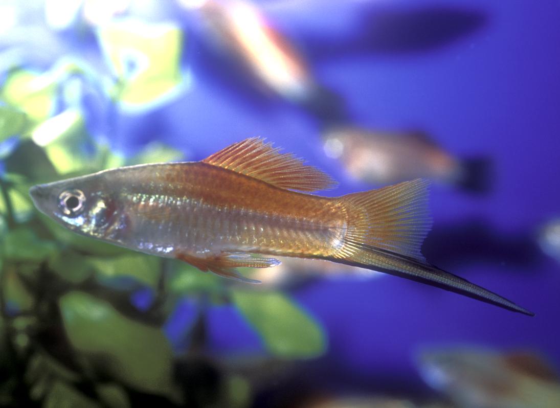 Xiphophorus_helleri_Neon_male