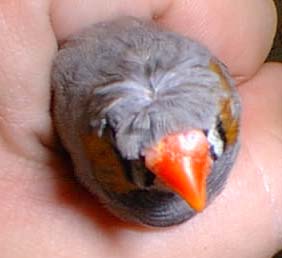 crested grey karlfinka