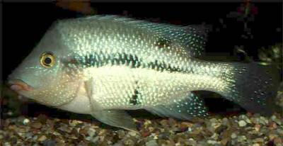amphilophus_altifrons_male