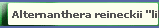 Alternanthera reineckii ''lilacina''
