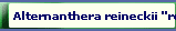 Alternanthera reineckii ''roseafolia''