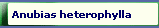 Anubias heterophylla