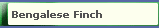 Bengalese Finch