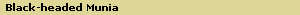 Black-headed Munia