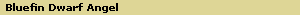 Bluefin Dwarf Angel