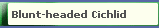 Blunt-headed Cichlid