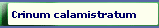 Crinum calamistratum 