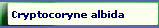 Cryptocoryne albida
