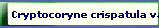 Cryptocoryne crispatula var. balansae 