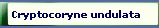 Cryptocoryne undulata