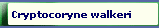 Cryptocoryne walkeri