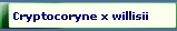 Cryptocoryne x willisii 