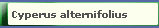 Cyperus alternifolius 