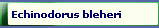 Echinodorus bleheri 