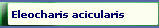 Eleocharis acicularis 