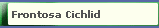 Frontosa Cichlid