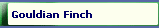 Gouldian Finch