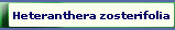 Heteranthera zosterifolia 