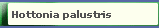 Hottonia palustris