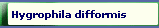 Hygrophila difformis
