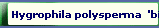 Hygrophila polysperma  'big leaf'