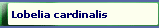 Lobelia cardinalis