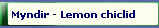 Myndir - Lemon chiclid