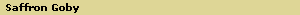 Saffron Goby