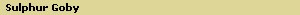 Sulphur Goby