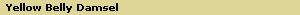 Yellow Belly Damsel