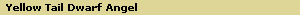Yellow Tail Dwarf Angel