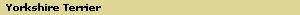 Yorkshire Terrier
