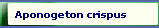  Aponogeton crispus