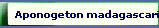  Aponogeton madagascariensisus