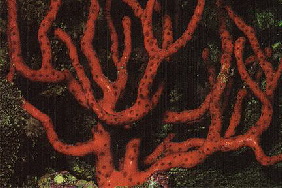 41Red_Diodogorgia_Nodulifera
