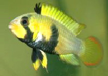 A-pandurini-fem