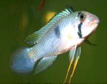 A-pandurini-male