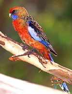 Adelaide rosella