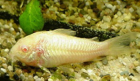 Aenus albino