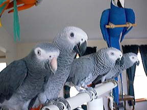 African_Greys_-_Timneh___3_Congo_s