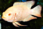 Albino Oscar2