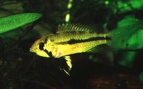 Apisto-cacatuoides